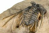 Large, Chocolate-Brown Kettneraspis Trilobite - Lghaft, Morocco #382855-5